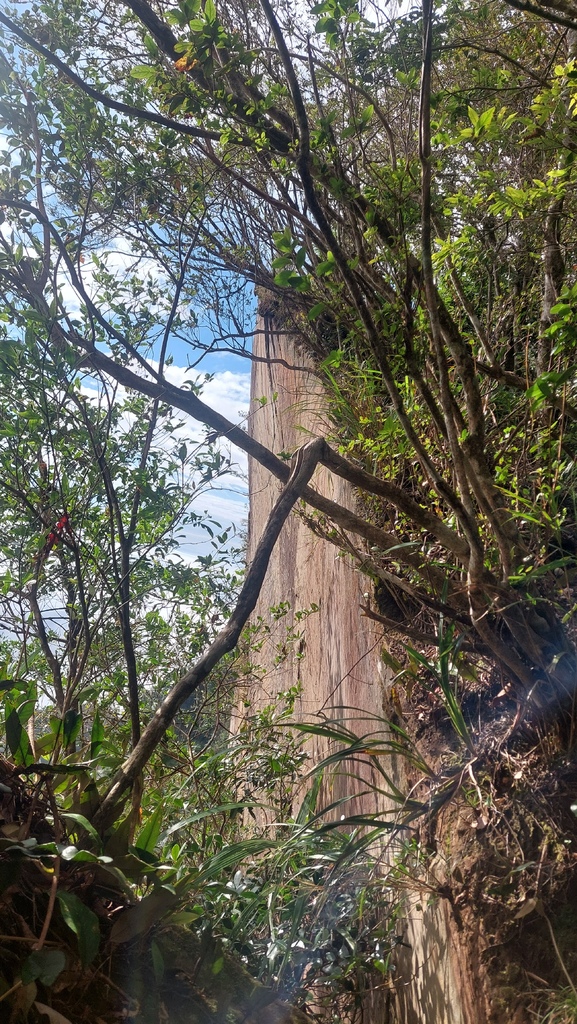 20241120~石壁山、嘉南雲峰登山步道｜南側登山口起登→