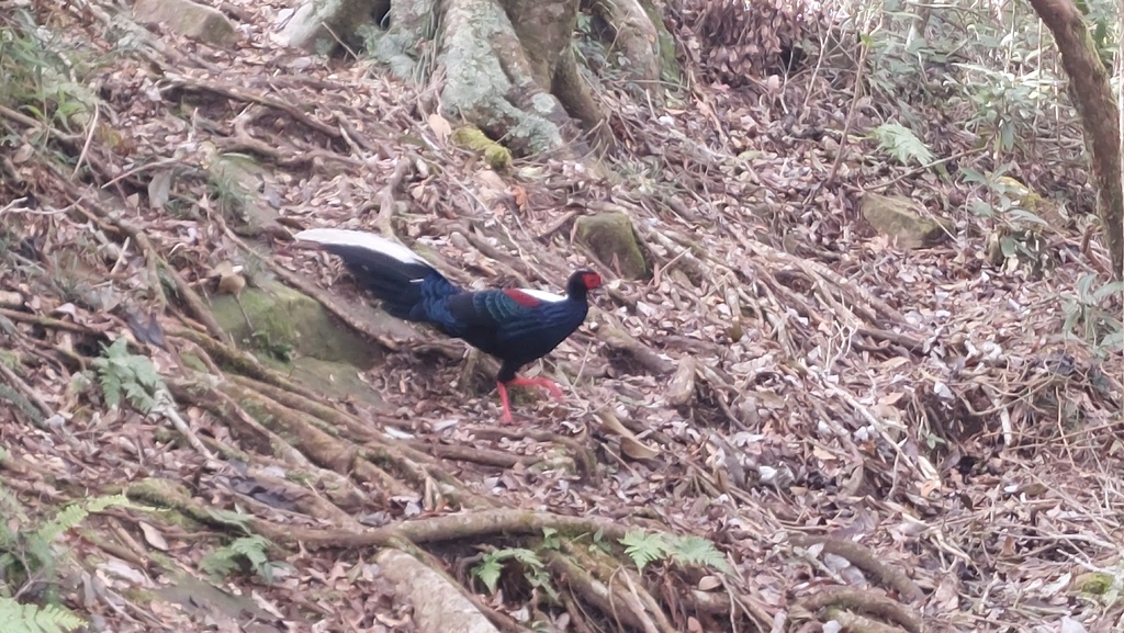 20241120~石壁山、嘉南雲峰登山步道｜南側登山口起登→