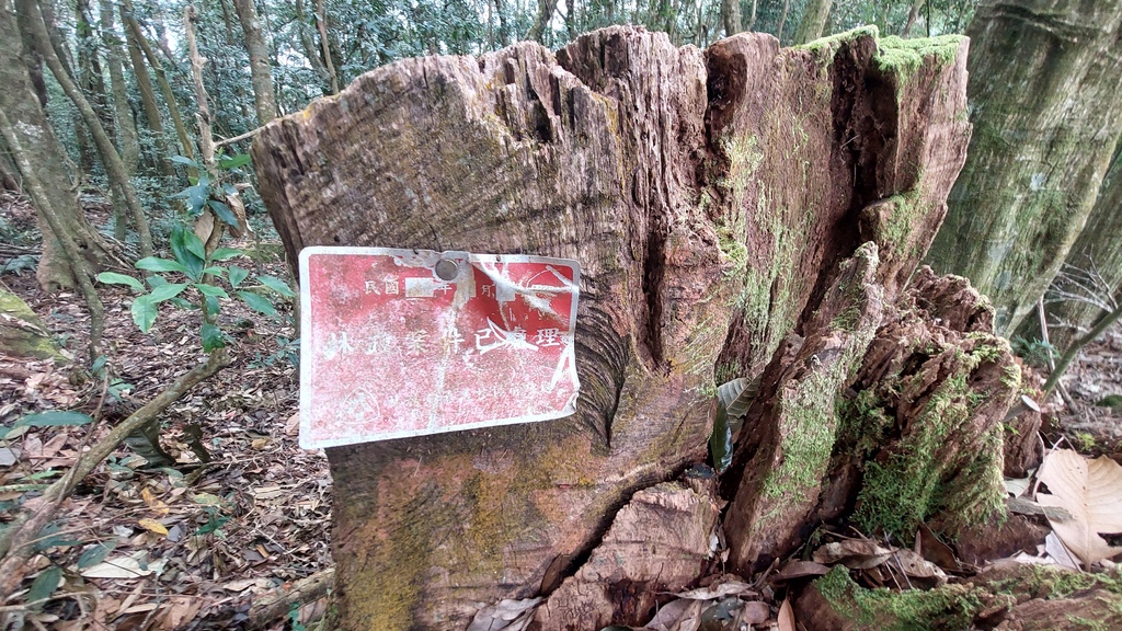 20241120~石壁山、嘉南雲峰登山步道｜南側登山口起登→