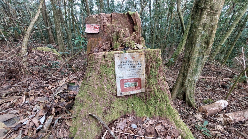 20241120~石壁山、嘉南雲峰登山步道|南側登山口起登→ 20241120~石壁山、嘉南雲峰登山步道|南側登山口起登→