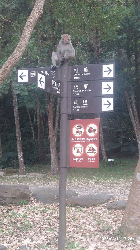 ｜走在一條季節限定隨時會消失的工程便道｜北港溪峽谷工程便道全