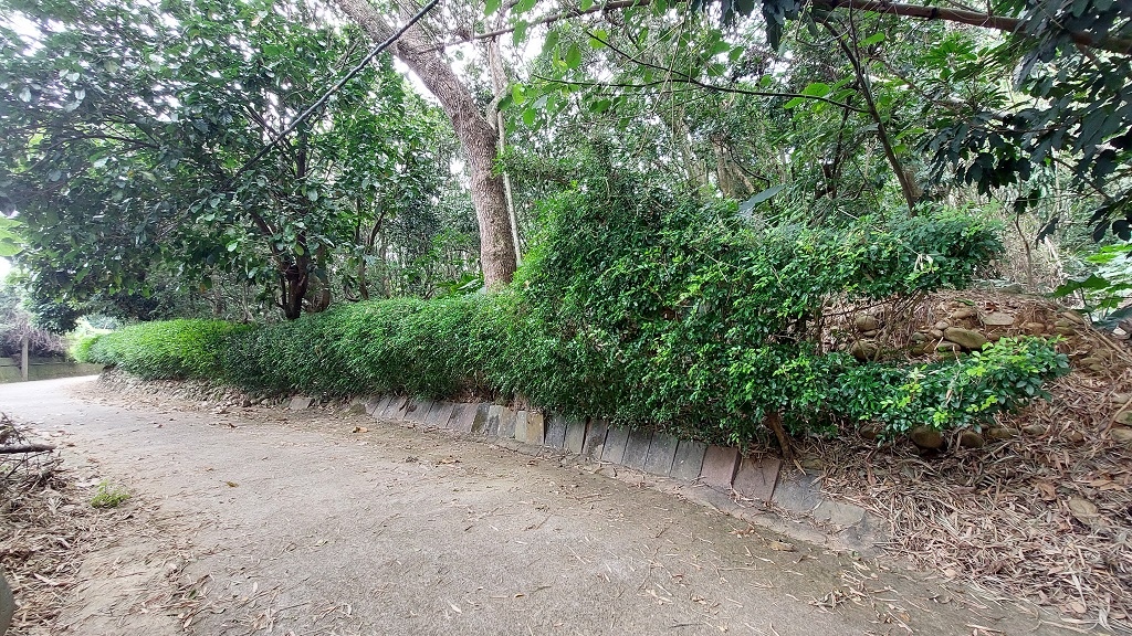 這條步道藏著巨龍？撼龍步道春季限定花海｜探索唯心聖教學院神秘