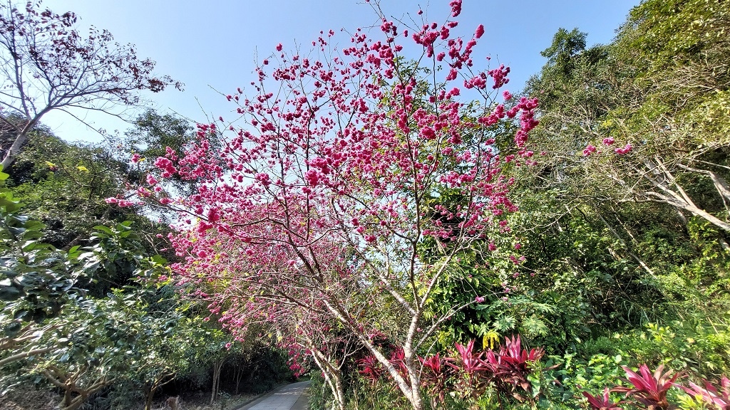 這條步道藏著巨龍？撼龍步道春季限定花海｜探索唯心聖教學院神秘