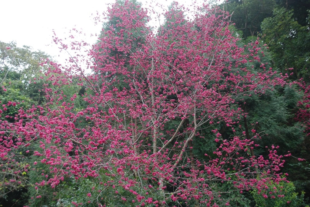 這條步道藏著巨龍？撼龍步道春季限定花海｜探索唯心聖教學院神秘