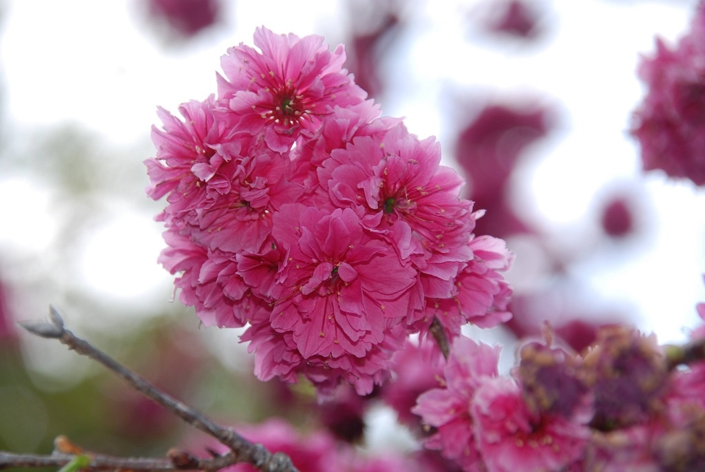 這條步道藏著巨龍？撼龍步道春季限定花海｜探索唯心聖教學院神秘