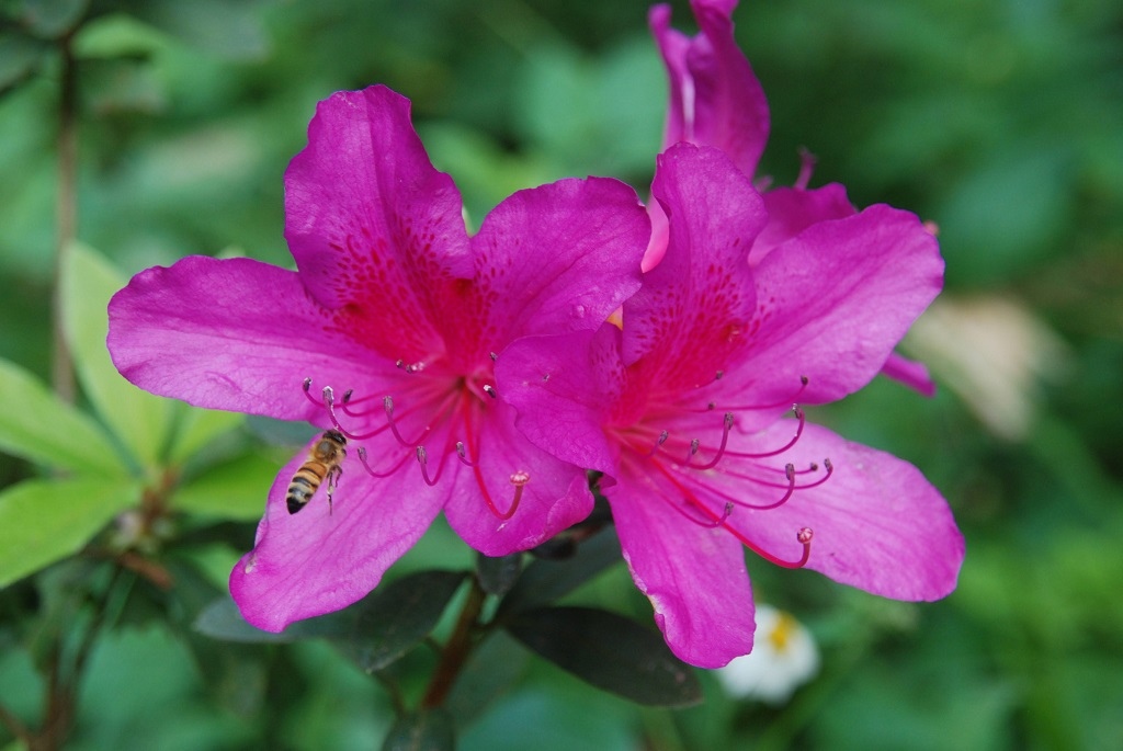 這條步道藏著巨龍？撼龍步道春季限定花海｜探索唯心聖教學院神秘