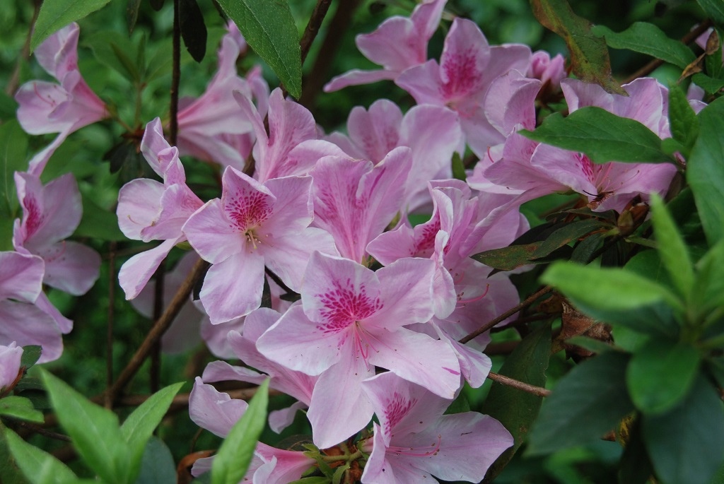 這條步道藏著巨龍？撼龍步道春季限定花海｜探索唯心聖教學院神秘