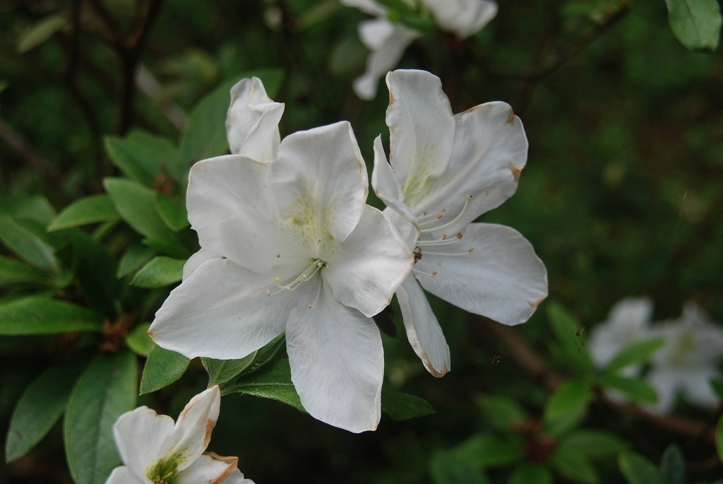 這條步道藏著巨龍？撼龍步道春季限定花海｜探索唯心聖教學院神秘