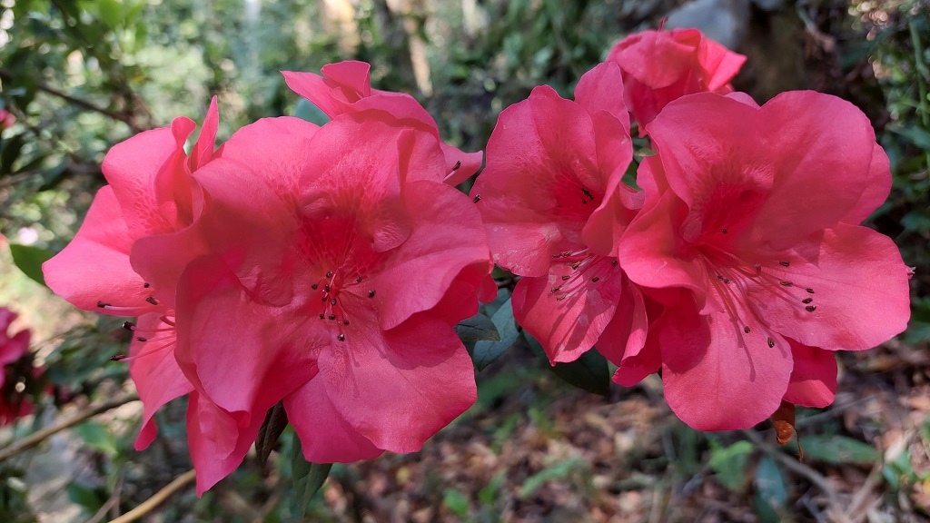 這條步道藏著巨龍？撼龍步道春季限定花海｜探索唯心聖教學院神秘