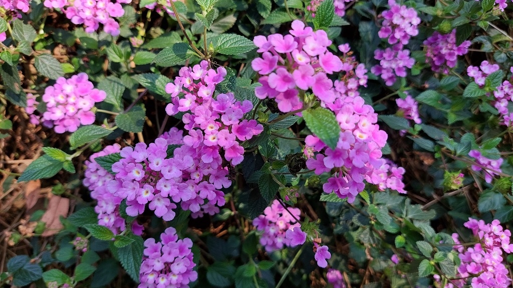 這條步道藏著巨龍？撼龍步道春季限定花海｜探索唯心聖教學院神秘