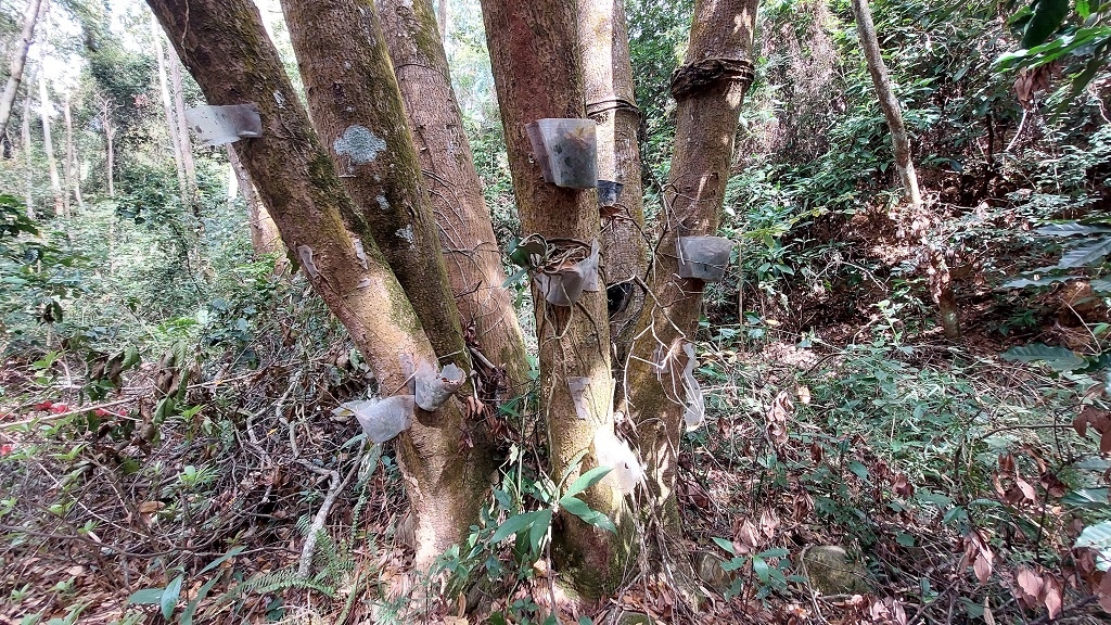 這條步道藏著巨龍？撼龍步道春季限定花海｜探索唯心聖教學院神秘