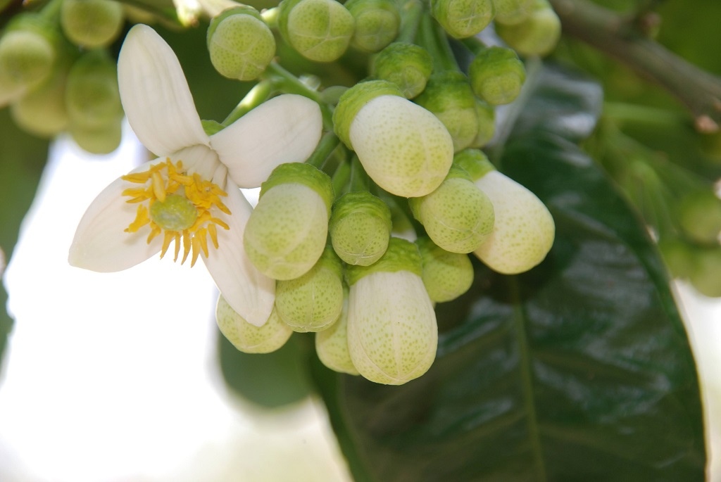 這條步道藏著巨龍？撼龍步道春季限定花海｜探索唯心聖教學院神秘