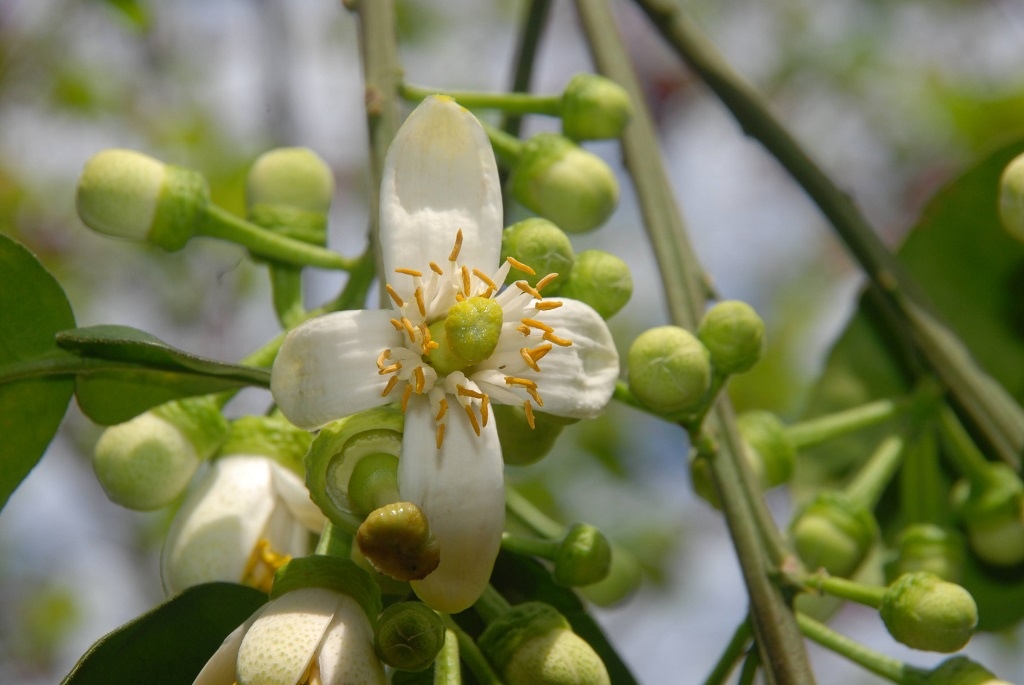 這條步道藏著巨龍？撼龍步道春季限定花海｜探索唯心聖教學院神秘