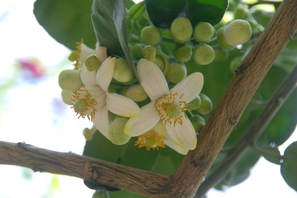 這條步道藏著巨龍？撼龍步道春季限定花海｜探索唯心聖教學院神秘