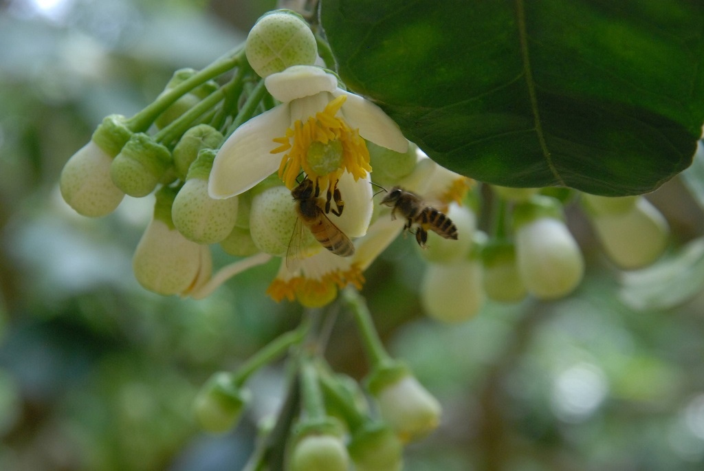 這條步道藏著巨龍？撼龍步道春季限定花海｜探索唯心聖教學院神秘