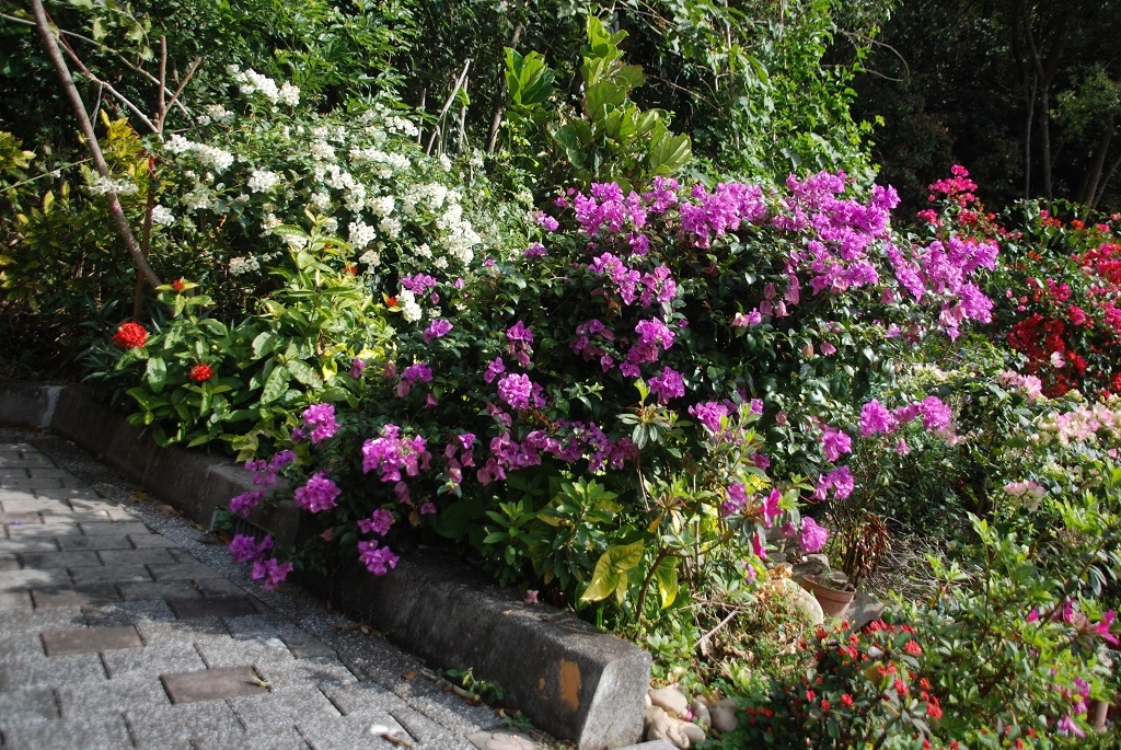 這條步道藏著巨龍？撼龍步道春季限定花海｜探索唯心聖教學院神秘