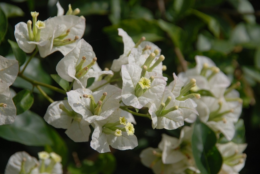 這條步道藏著巨龍？撼龍步道春季限定花海｜探索唯心聖教學院神秘