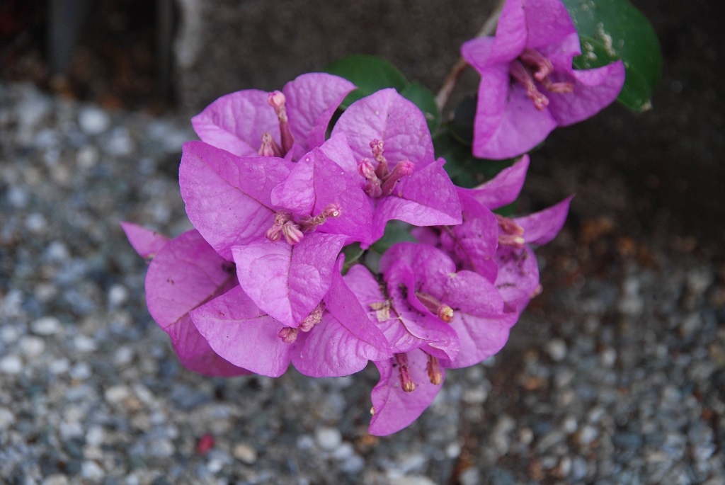 這條步道藏著巨龍？撼龍步道春季限定花海｜探索唯心聖教學院神秘