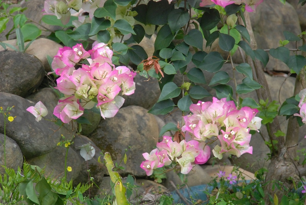 這條步道藏著巨龍？撼龍步道春季限定花海｜探索唯心聖教學院神秘