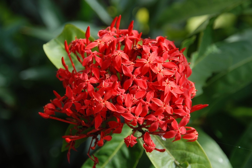 這條步道藏著巨龍？撼龍步道春季限定花海｜探索唯心聖教學院神秘