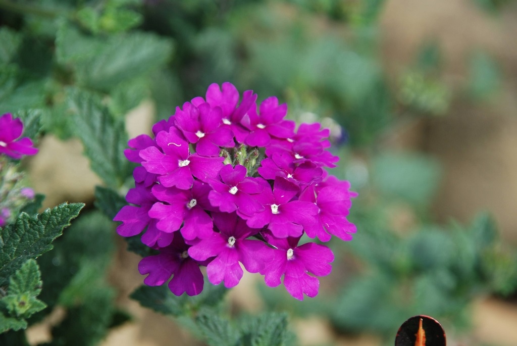 這條步道藏著巨龍？撼龍步道春季限定花海｜探索唯心聖教學院神秘