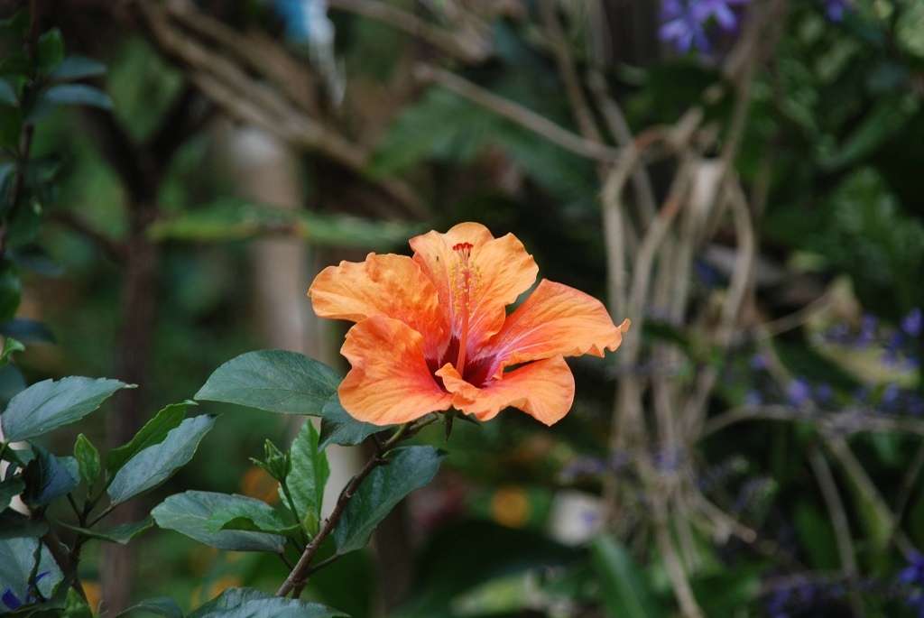 這條步道藏著巨龍？撼龍步道春季限定花海｜探索唯心聖教學院神秘