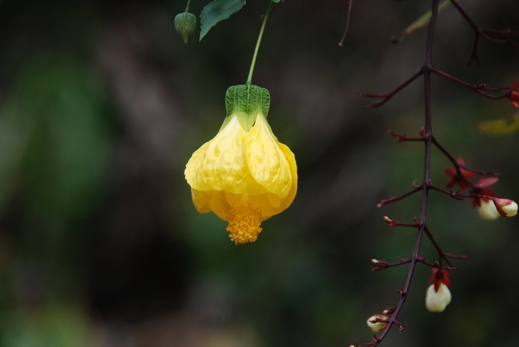 這條步道藏著巨龍？撼龍步道春季限定花海｜探索唯心聖教學院神秘