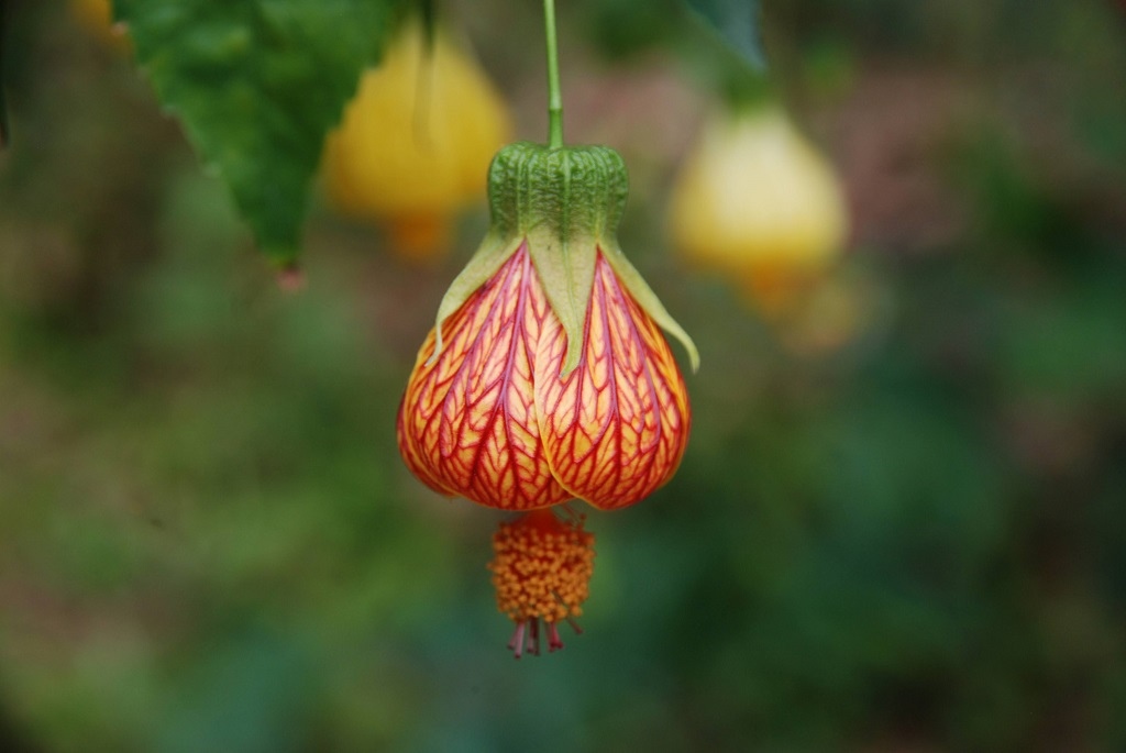 這條步道藏著巨龍？撼龍步道春季限定花海｜探索唯心聖教學院神秘