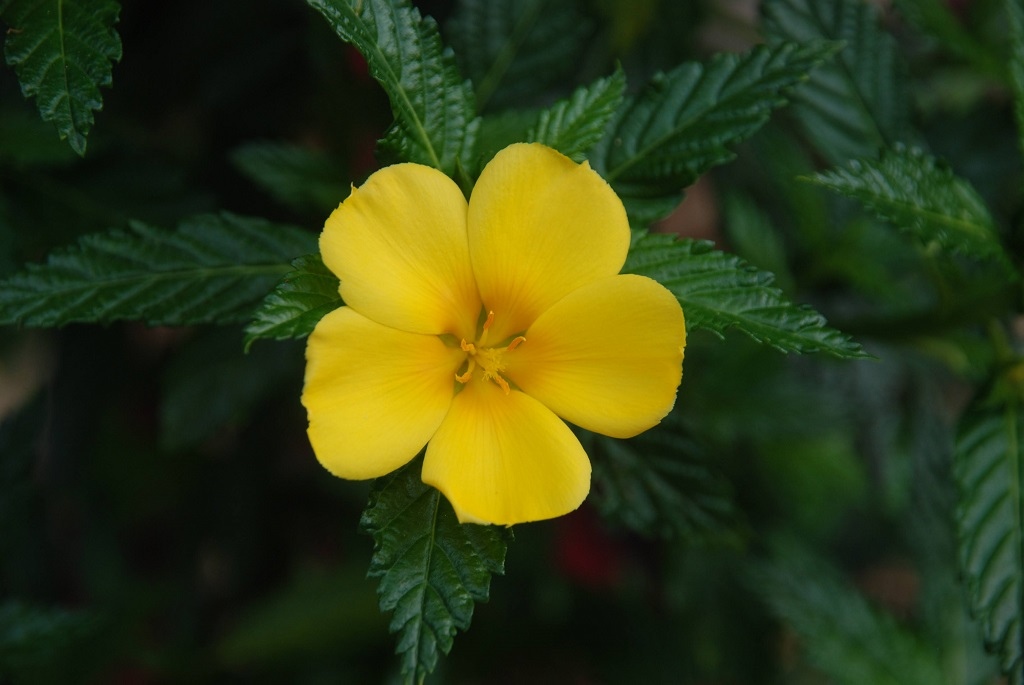 這條步道藏著巨龍？撼龍步道春季限定花海｜探索唯心聖教學院神秘