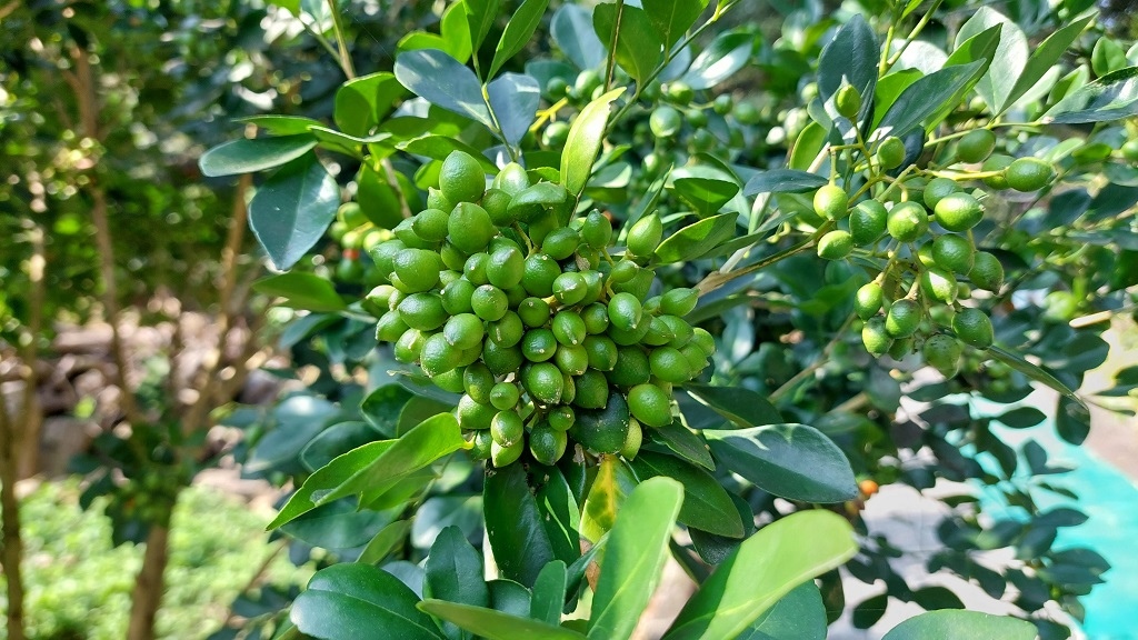 這條步道藏著巨龍？撼龍步道春季限定花海｜探索唯心聖教學院神秘