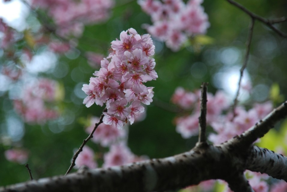 DSC_1876 (自訂).JPG