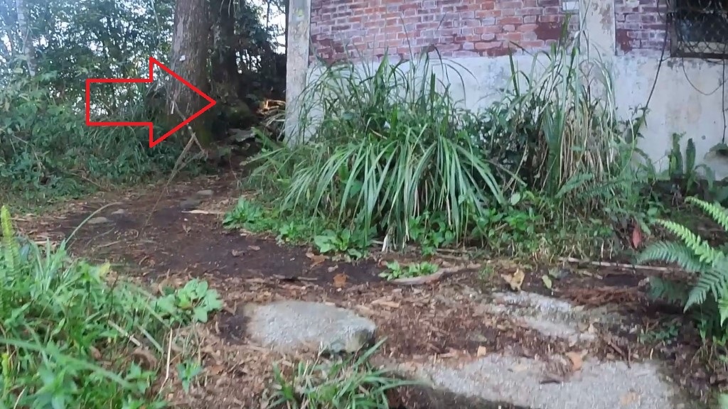 金柑樹山 (自訂).jpg 金柑樹山 (自訂).jpg