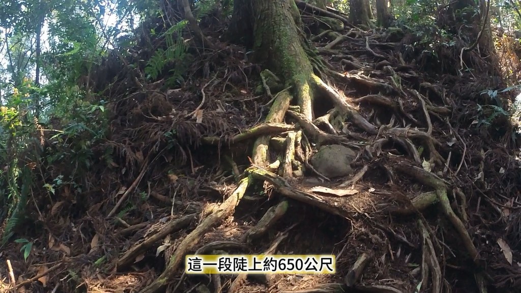 金柑樹山(3) (自訂).jpg 金柑樹山(3) (自訂).jpg