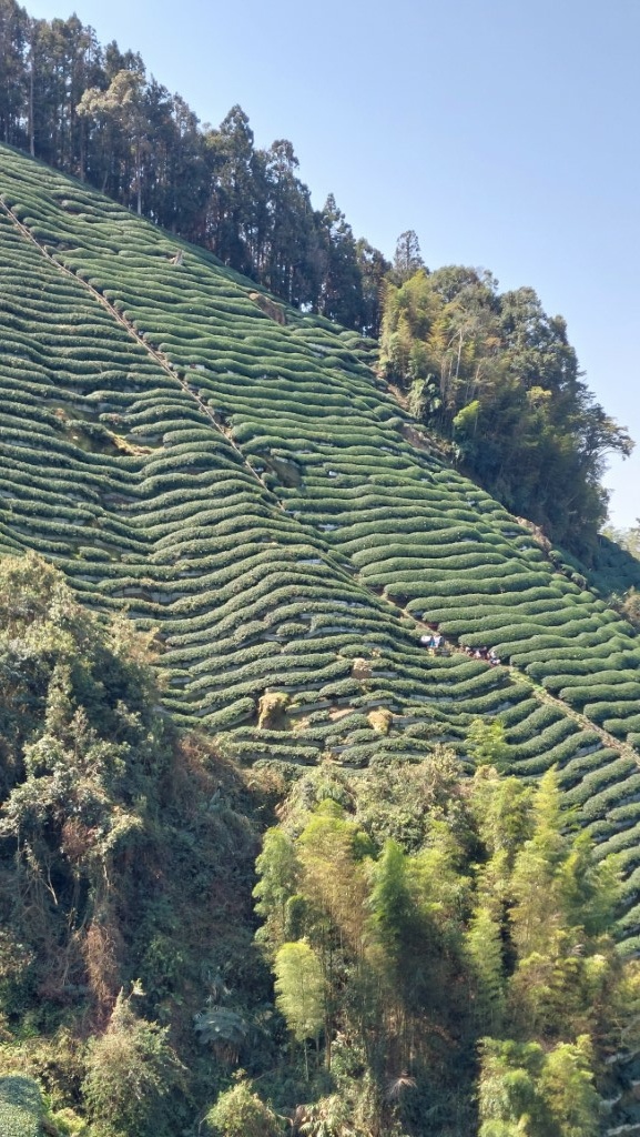 20250309_103116 (自訂).jpg 20250309_103116 (自訂).jpg