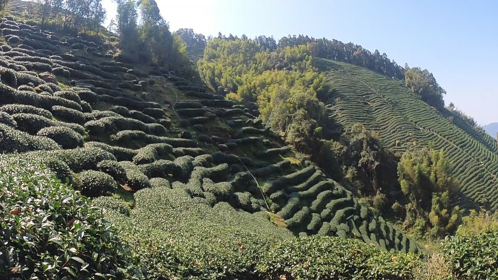 金柑樹山(6) (自訂).jpg 金柑樹山(6) (自訂).jpg