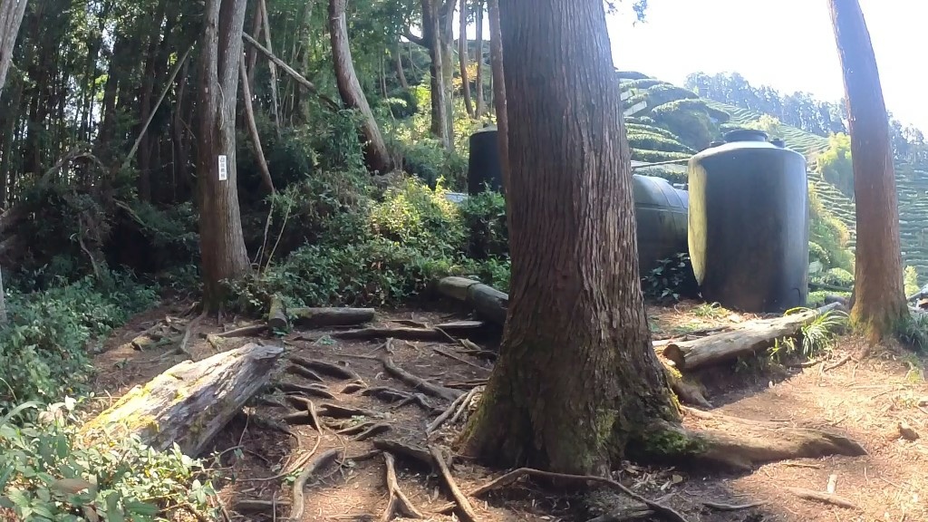 金柑樹山(7) (自訂).jpg 金柑樹山(7) (自訂).jpg