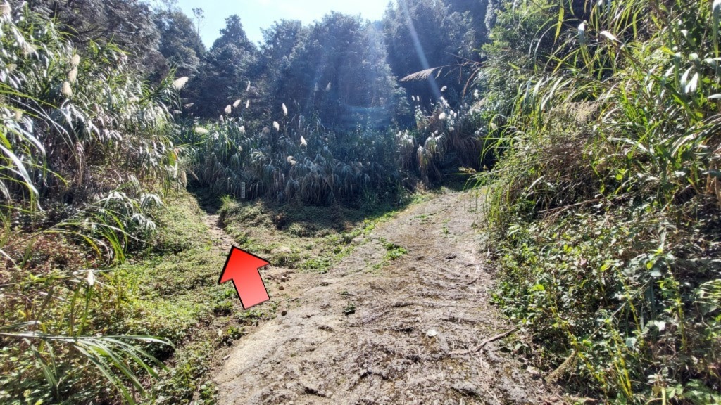 金柑樹山(16) (自訂).jpg 金柑樹山(16) (自訂).jpg