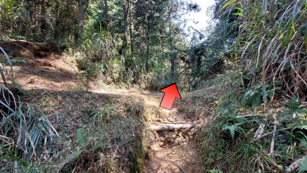 金柑樹山(17) (自訂).jpg 金柑樹山(17) (自訂).jpg