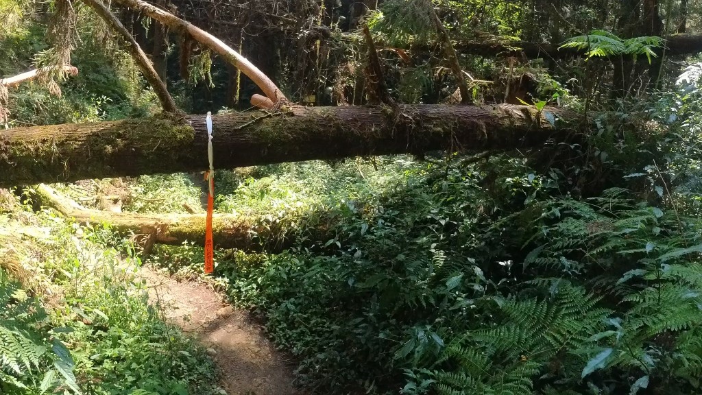 金柑樹山(18) (自訂).jpg 金柑樹山(18) (自訂).jpg