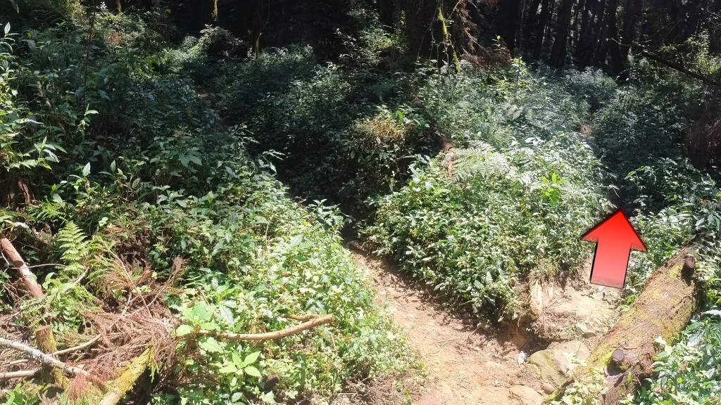 金柑樹山(19) (自訂).jpg 金柑樹山(19) (自訂).jpg