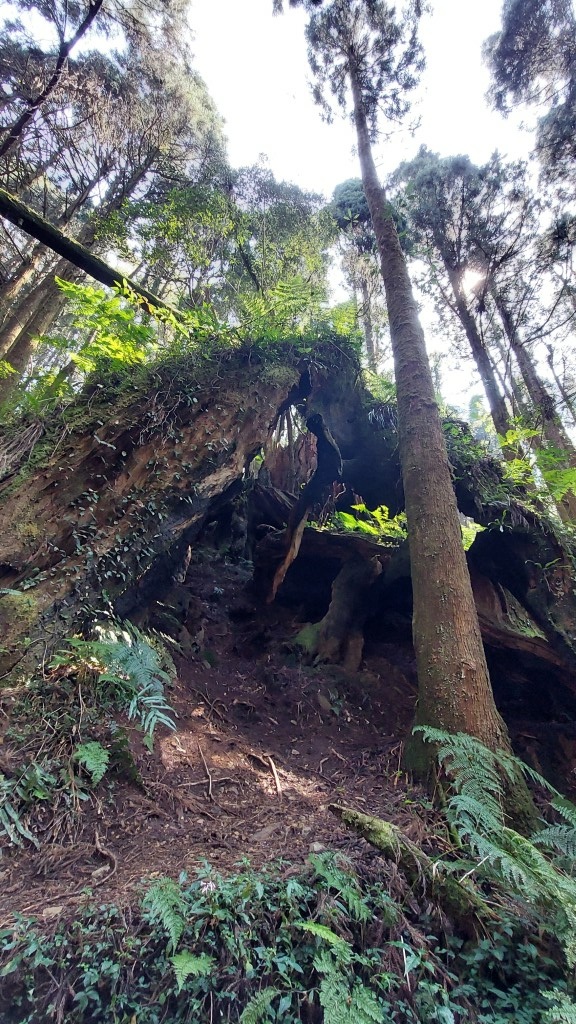 20250309_112004 (自訂).jpg 20250309_112004 (自訂).jpg