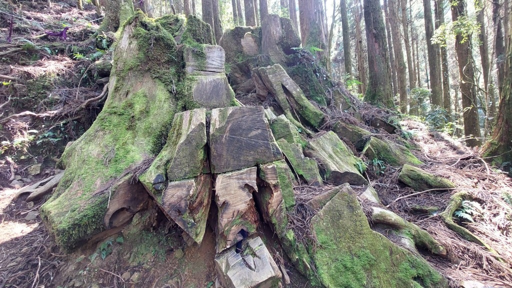 20250309_112613 (自訂).jpg 20250309_112613 (自訂).jpg