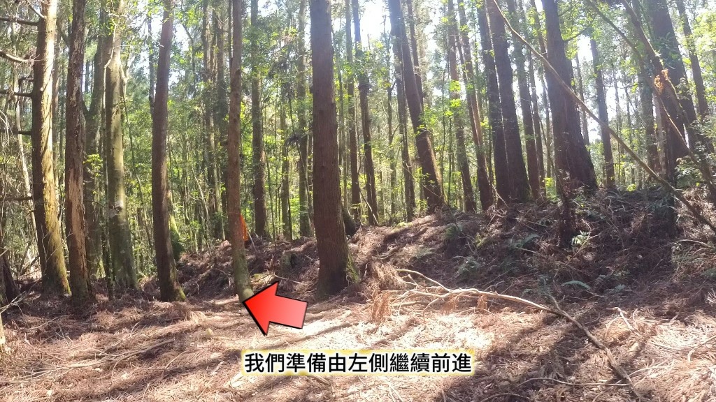 金柑樹山(25) (自訂).jpg 金柑樹山(25) (自訂).jpg