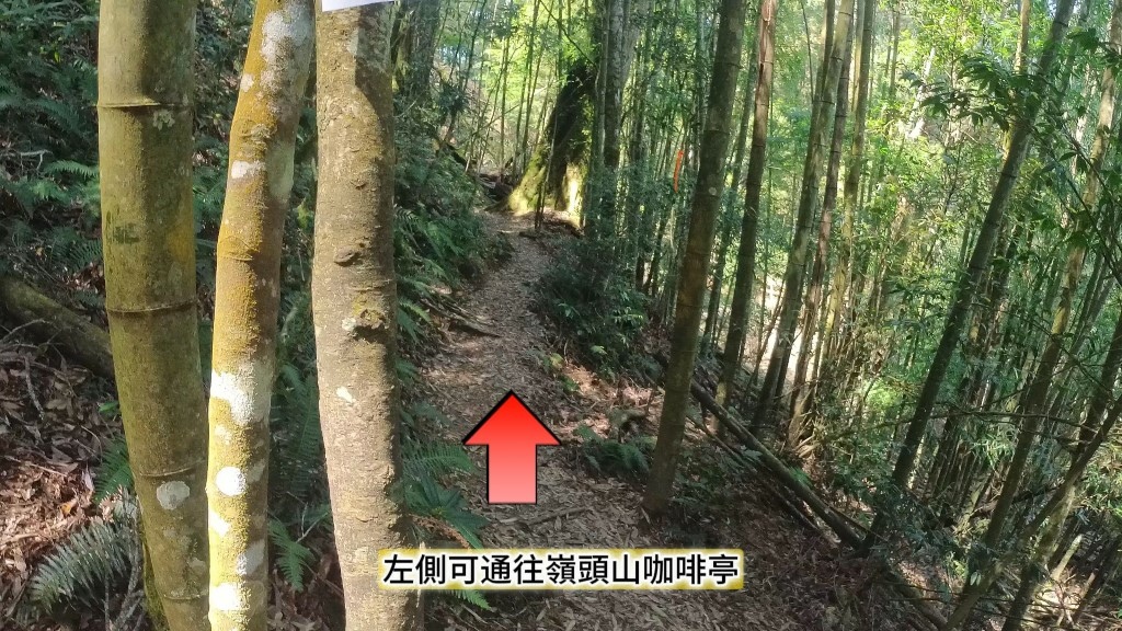 金柑樹山(33) (自訂).jpg 金柑樹山(33) (自訂).jpg