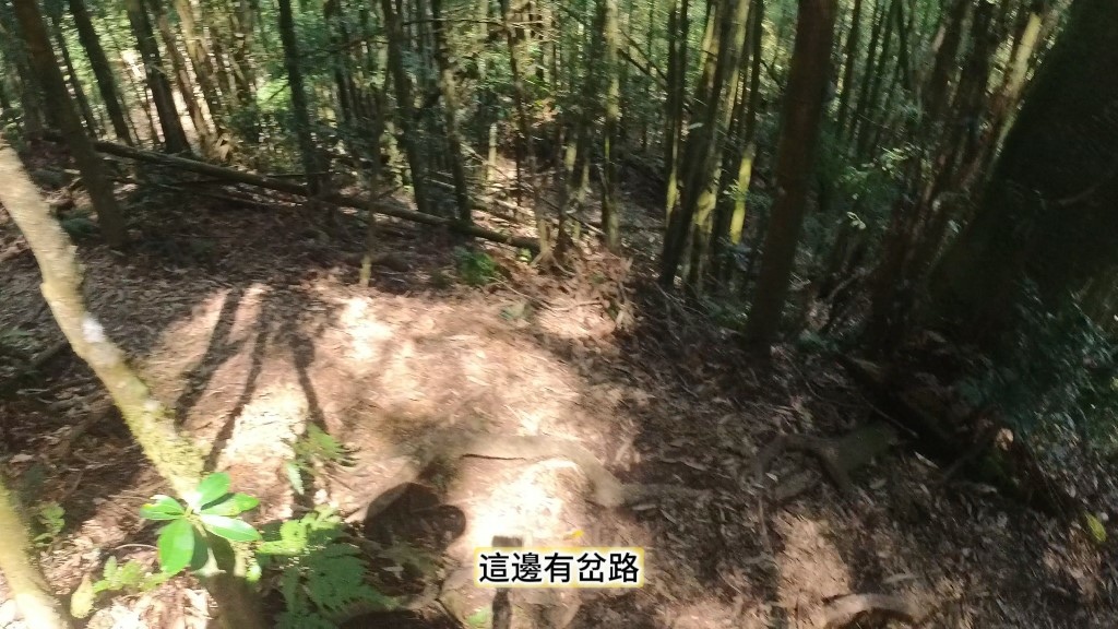 金柑樹山(32) (自訂).jpg 金柑樹山(32) (自訂).jpg