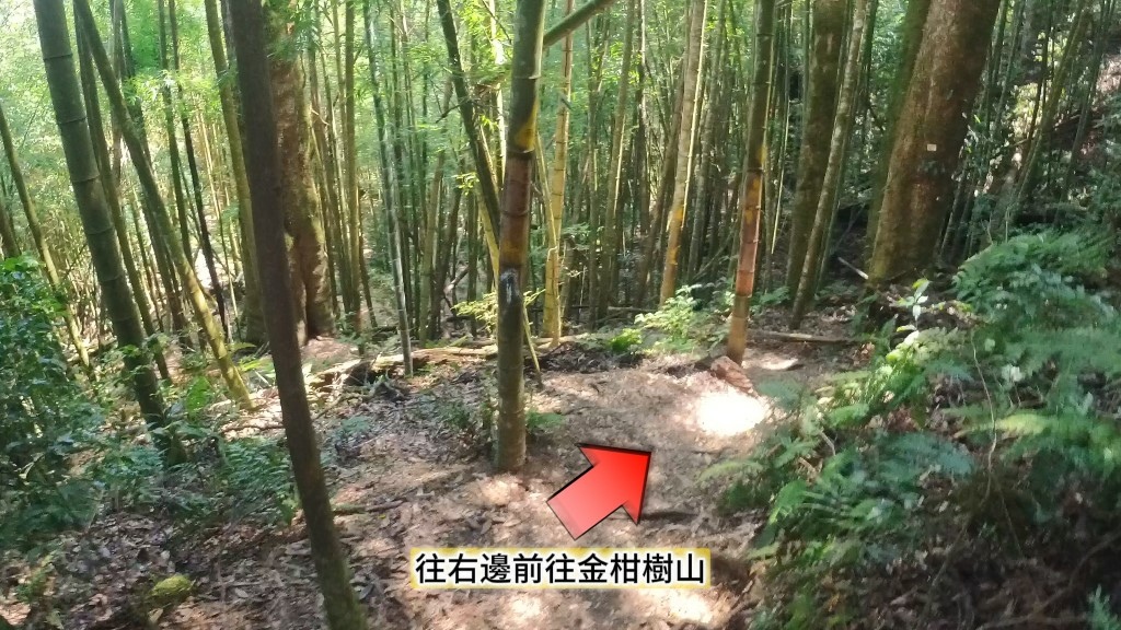 金柑樹山(35) (自訂).jpg 金柑樹山(35) (自訂).jpg