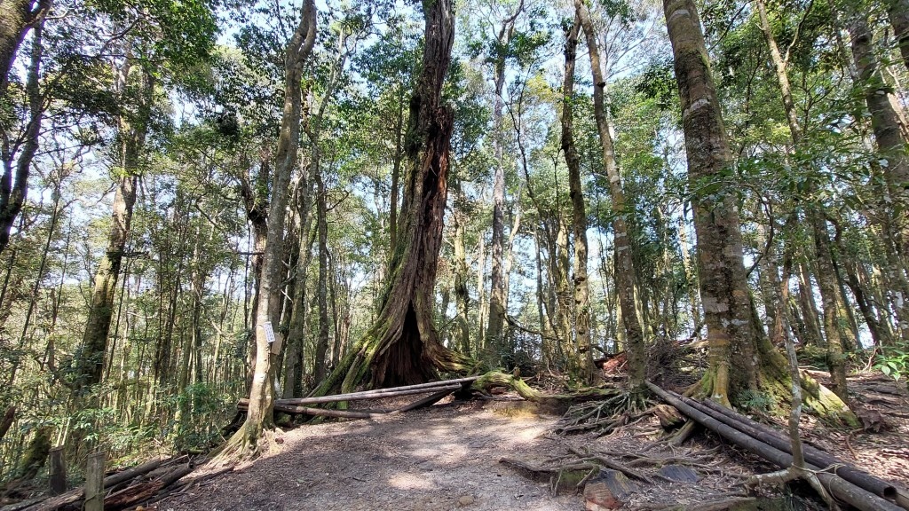 20250309_123205 (自訂).jpg 20250309_123205 (自訂).jpg