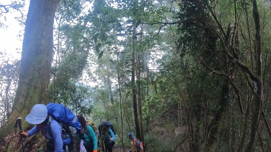 金柑樹山(43) (自訂).jpg 金柑樹山(43) (自訂).jpg