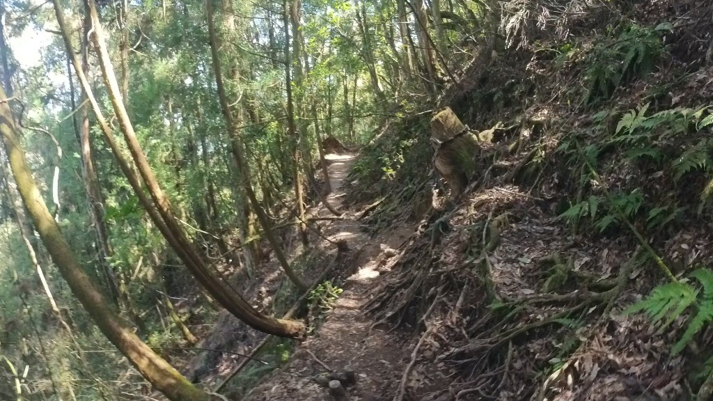 金柑樹山(52) (自訂).jpg 金柑樹山(52) (自訂).jpg