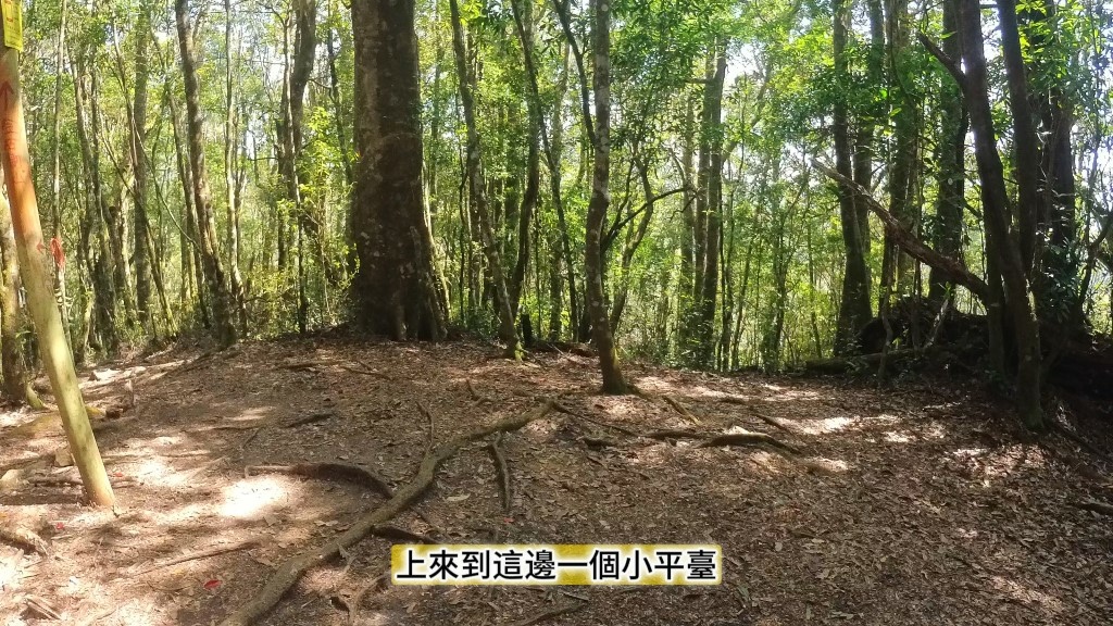 金柑樹山(54) (自訂).jpg 金柑樹山(54) (自訂).jpg